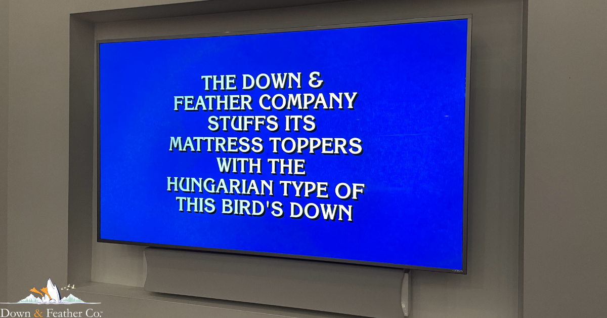 Making a splash on Jeopardy featured image